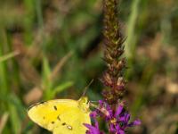 Postillon oder Wandergelbling
